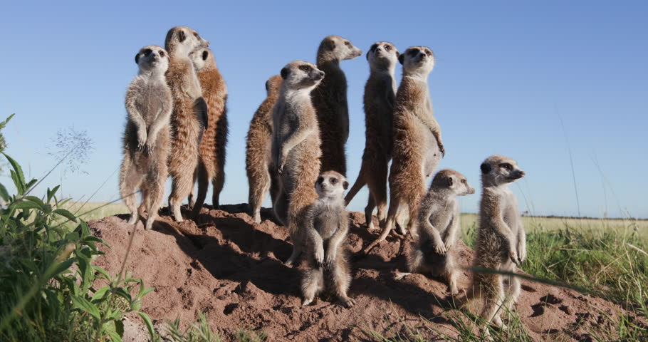 Funny animals. View of a small group of meerkats with babies sunning themselves in the early morning sun ontop of their burrow, Botswana. Wildlife of Africa  Royalty-Free Stock Footage #1017962326