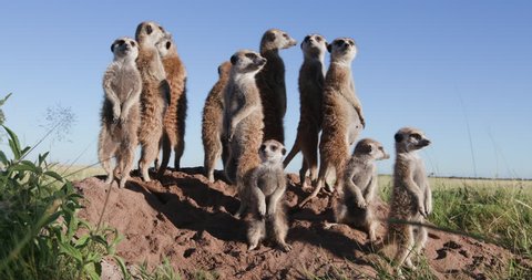 Funny animals. View of a small group of meerkats with babies sunning themselves in the early morning sun ontop of their burrow, Botswana. Wildlife of Africa 