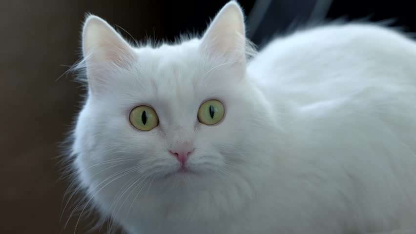White cat with green eyes sitting near the window and looking into the camera. 4k