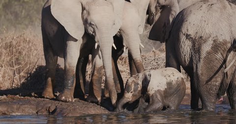 4K close-up view of a cute baby elephant surrounded by adults romping around and splashing his trunk in the water of a waterhole, Etosha National Park, Namibia