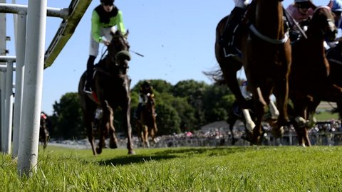 horse racing on a sunny day
