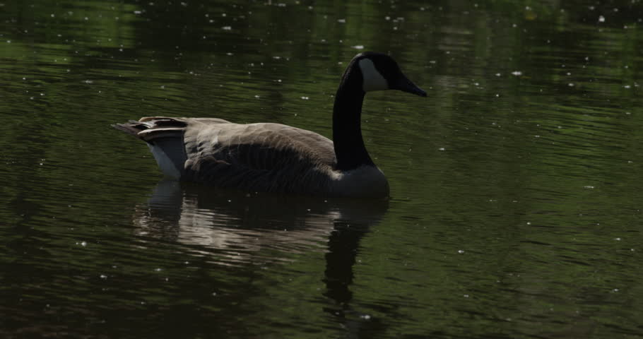 Canadian Goose Sitting on a Calm Pond Surface at Dusk - Golden Hour