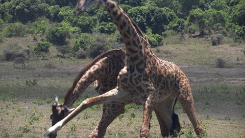 two male giraffe fighting for dominance at arusha national park in tanzania