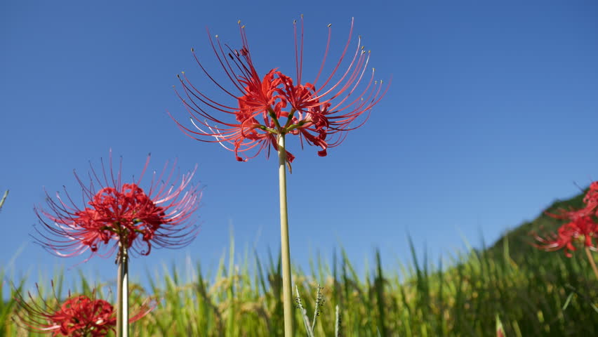 Red Spider Lily Lycoris Stock Footage Video 100 Royalty Free Shutterstock