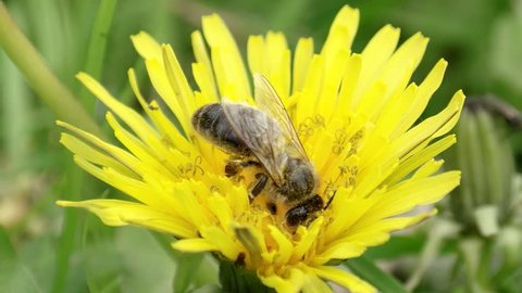 Bee sitting on a yellow flower and collects nectar