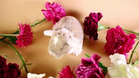 Spring flowers bunny lop baby kit rabbit