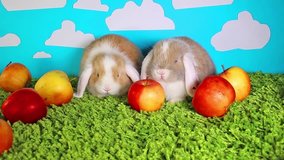 Apple festival apple season with bunnies.