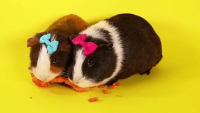 Cavy guinea pigs cute animal pet video.