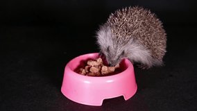 Wild hungry hedgehog eating domestic pet food.