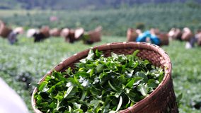 BAO LOC, VIETNAM, - November 13, 2018: Women pick up tea leafs by hand at farm in Bao Loc, Vietnam, one of the best quality tea in the world. Green tea leaves in a tea plantation in morning.