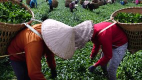 BAO LOC, VIETNAM, - November 13, 2018: Women pick up tea leafs by hand at farm in Bao Loc, Vietnam, one of the best quality tea in the world. Green tea leaves in a tea plantation in morning.