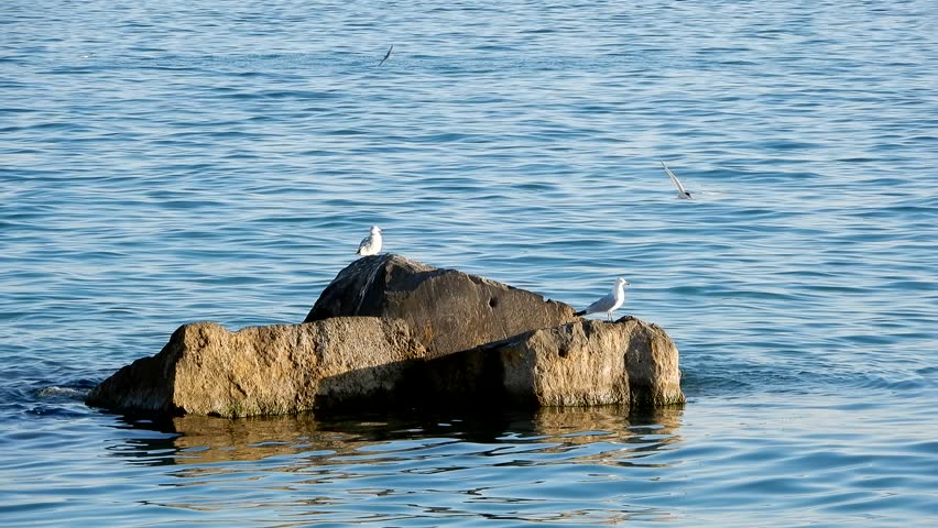 Seagulls On Rock By Beach