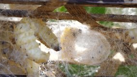 Silkworm cocoon that have pupae inside and be covered with silk on compartment frame. White cocoons raising in threshing basket for making thread in fabric process