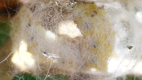 Silkworm cocoon that have pupae inside and be covered with silk on compartment frame. White cocoons raising in threshing basket for making thread in fabric process