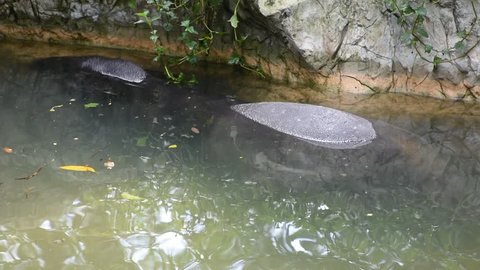 Tapir play and swimming in pool at park