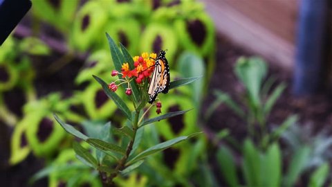 Monarch butterfly spreading its wings