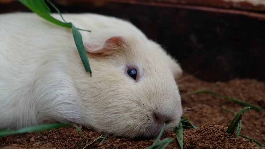 Brown guinea pig lived in house on brown ground.
