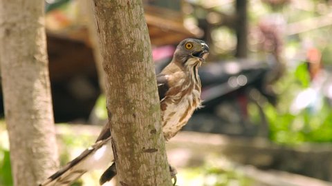 Close up bird of prey falcon with open mouth on tree branch. Predatory bird in wild nature. Ornithology, birdwatching, zoology concept