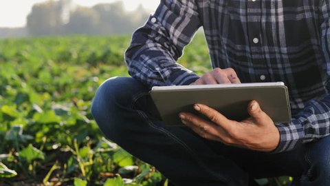 Farmer examines the growth of winter rapeseed in the field. Young man uses digital tablet. Close-up video