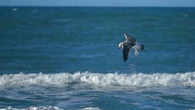 Sea bird seagull ocean wave super slow motion