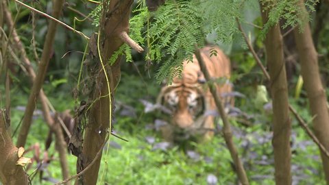 A male wild Bengal tiger slowly walking in the jungle with long grass,trees and purple flowers in Indonesia