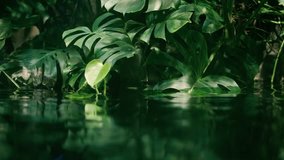 Calm relaxing background, tropical leaf submerged in exotic water, water waving slowly and reflecting plants, rainforest ecology concept - Powered by Shutterstock - Get 15% off with code: PIKWIZARD15