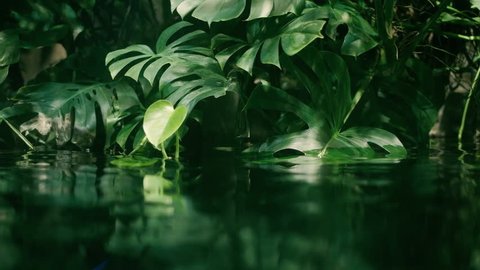 Calm relaxing background, tropical leaf submerged in exotic water, water waving slowly and reflecting plants, rainforest ecology concept