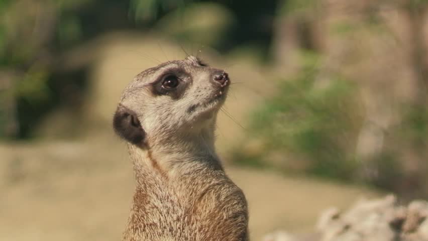 Cute And Funny Suricate Meerkat Video De Stock 100 Libre De Droit Shutterstock