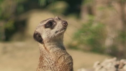 Cute and funny suricate (meerkat), symbol of alertness, vigilance and watchfulness from Africa, watching around and looking to the sky, portrait closeup