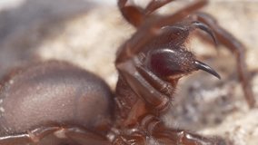 Sydney Funnel Web Spider. Atrax robustus.