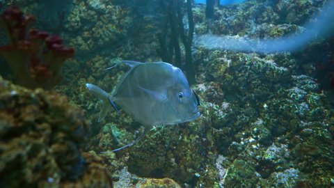 Lookdown (Selene vomer) is a game fish of the family Carangidae