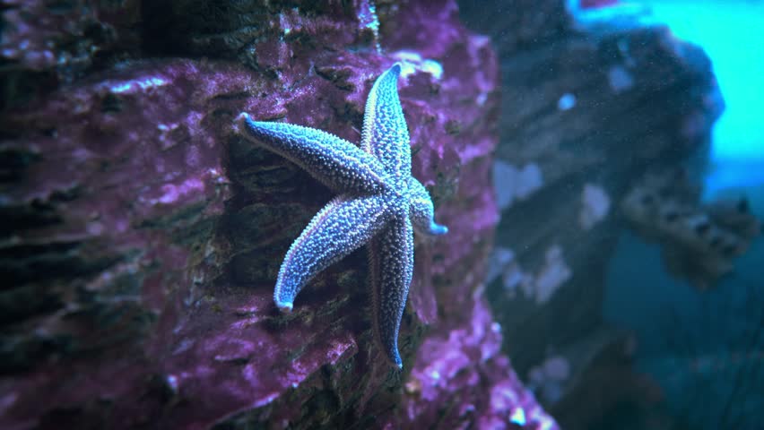 Sea Star (Asterias forbesii). Sea stars are not fish as their nickname starfish suggests. They belong to a group of animals called echinoderms, which means spiny skin.