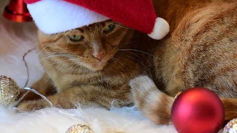 Christmas cat in Santa hat