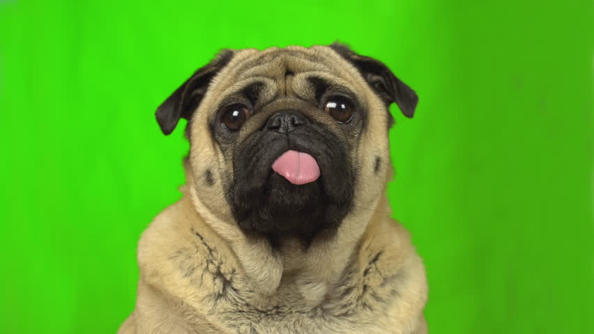 Cute pug dog. Green screen. Portrait close up. Tilting head