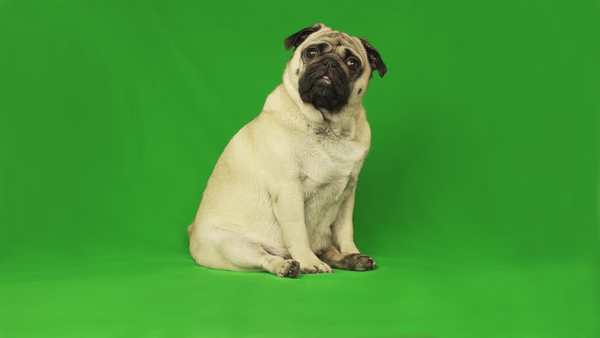 Cute pug dog. Green screen. Portrait. sitting. Tilting head