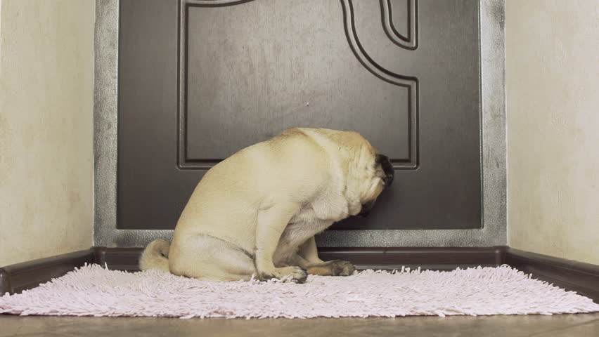 Pug dog crying, weeping, screaming and yelling for the owner under the door. Experiencing pain of loneliness. Breathing hard. Suffering. Include audio Royalty-Free Stock Footage #1018030279
