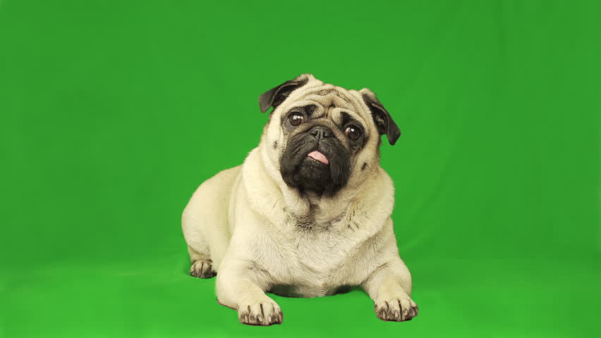 Cute pug dog. Green screen. Portrait. Lying. Tilting head Royalty-Free Stock Footage #1018030420