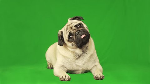 Cute pug dog. Green screen. Portrait. Lying. Tilting head