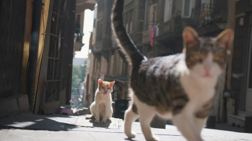 Stray cats at Istanbul Street. Turkey. 4K.