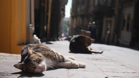 Stray cats at Istanbul Street. Turkey. 4K.