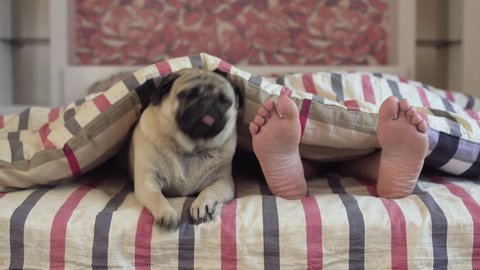 Cute pug dog in bed. Owner woman feed laying under the covers with enjoy sleepy pug beside her. Morning awake.  Bedroom. Under blanket. Relax. Resting. Sweet dreams. Only owners feet. Close together