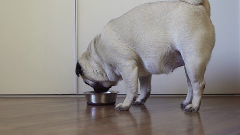 Cute pug dog has no appetite. The dog does not want to eat. Tasteless food. Refusing to eat. Dog went to the bowl, sniffed and walked away with discontent