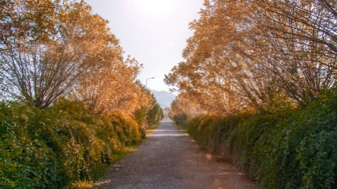 Empty nature land road in summer time. Beautiful trees and plants and long way. Bike, bicycle road or walking way in relaxation place. 스톡 비디오