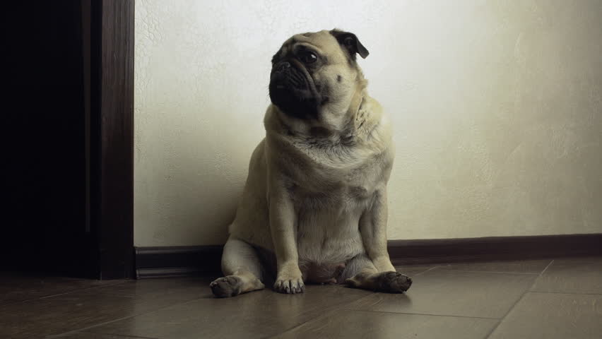 Compassionate, pitiful, compassive, lonly, sad, cute pug dog in the funny sitting pose. Home alone. Experiencing loneliness in empty dark room. Waiting owner Royalty-Free Stock Footage #1018034737