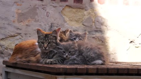 Family of Stray Cats and Kittens Cuddling Together