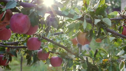 Ripe Beautiful red Apples Hang on the Apple Tree, Bright Sunlight and Light and Wind Play with Leaves and Fruit. Concept of Healthy Eating. Apple Trees with Red Apples.