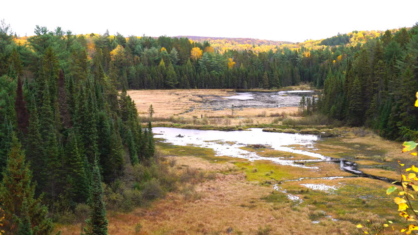 Algonquin Provincial Park Beaver Pond Trail lookout in autumn, unrecognizable person walking on foot path in wetlands
