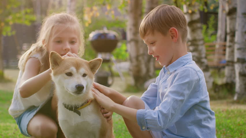 Little Boy and Girl Play with Cute Shibu Dog, Children Pet the Dog in the Backyard. Sunny Summer Day. | Shutterstock HD Video #1018046401