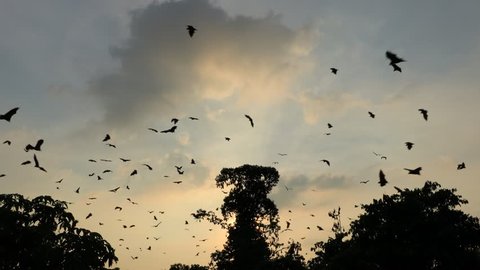 Lyle's flying fox or bat fly in the sunset sky
