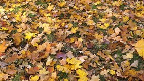 Yellow Oak Leaves Covered the Earth.  
